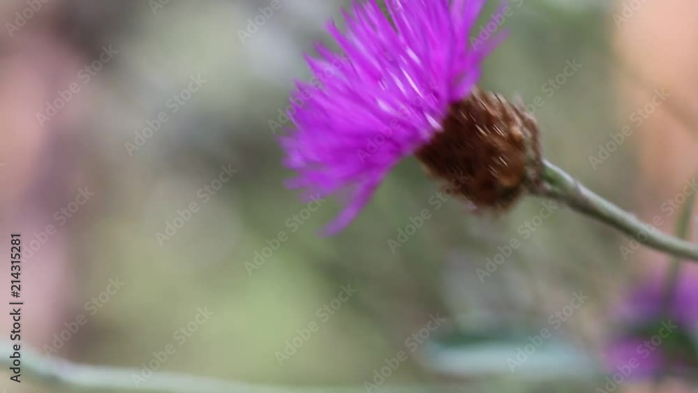 Flower thistles swings in the wind