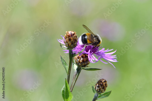 Extreme closeup of bumblebee on a pink knapweed flower, isolated on the blurred green background, soft focus and shallow depth of field © Linda