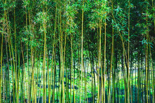 Green Bamboo Forest
