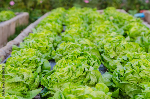 fresh cabbages in the kitchen garden.