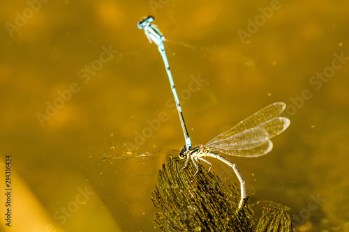 Azure Damselfly, reprodcution, mating photo