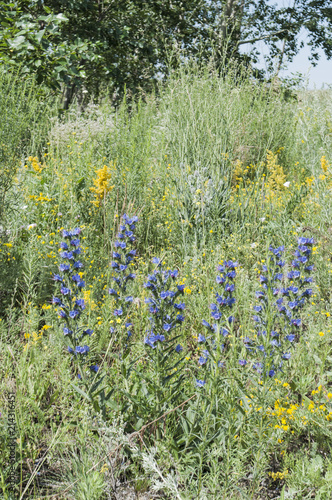 Bright wildflowers in the grass