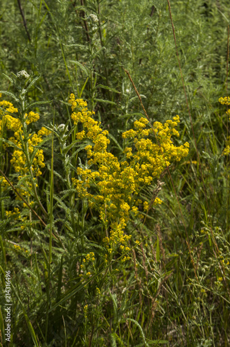 Bright wildflowers in the grass