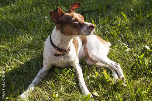Lovely dog lying in the grass