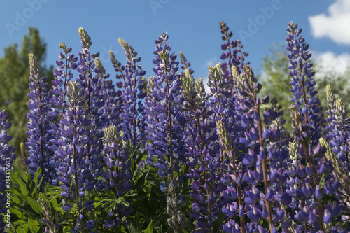 Lupin flowers. Blooming lupines growing in meadow