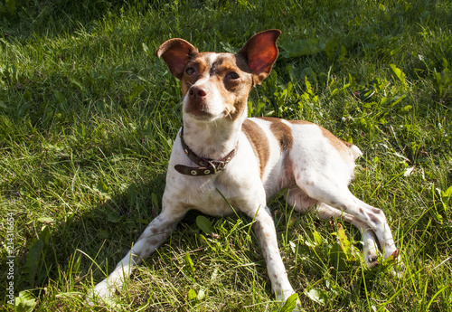 Lovely dog lying in the grass