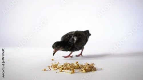 A Hungry Little Bird on a White Background Runs up to the Grain and Eats. photo