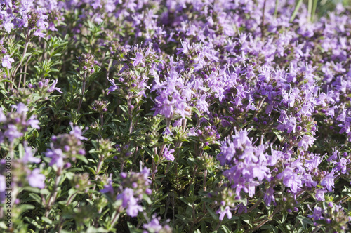 Bright wildflowers in the grass