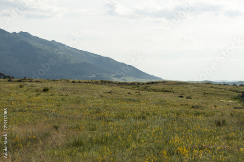 Landscape. Green meadow, field with flowers