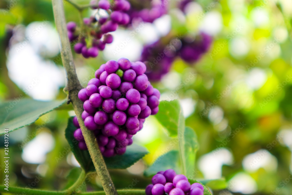 beautyberry is a genus of shrubs and small trees beautyberry is a genus of shrubs and small trees