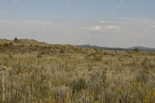 Landscape. Green meadow, field with flowers