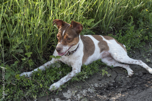 Lovely dog lying in the grass