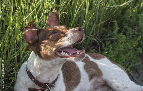 Lovely dog lying in the grass