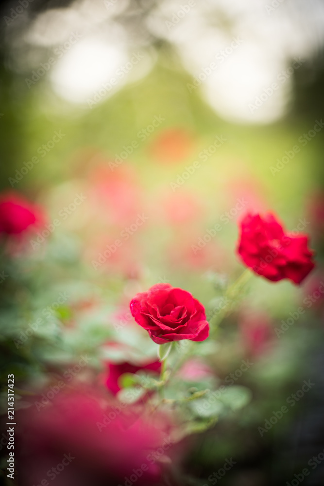 Obraz premium Beautiful red roses in garden with bokeh, roses for Valentine day and everyday.