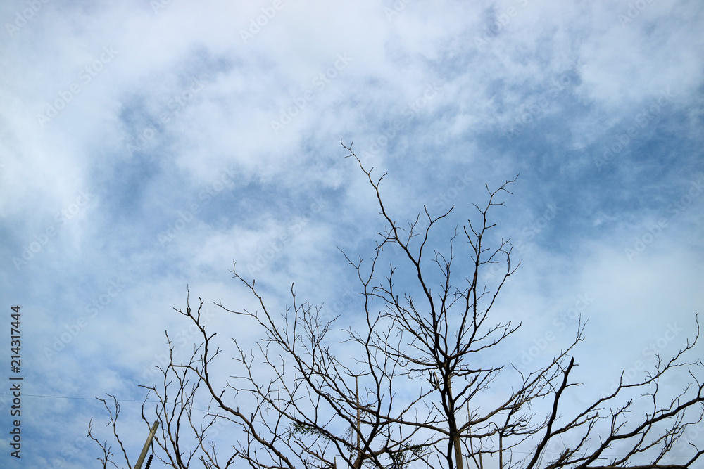 silhouette branch dry tree, concept abandon land, danger, ghost silhouette branch dry tree, concept abandon land, danger, ghost