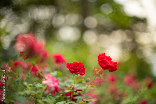 Beautiful red roses in garden with bokeh, roses for Valentine day and everyday.