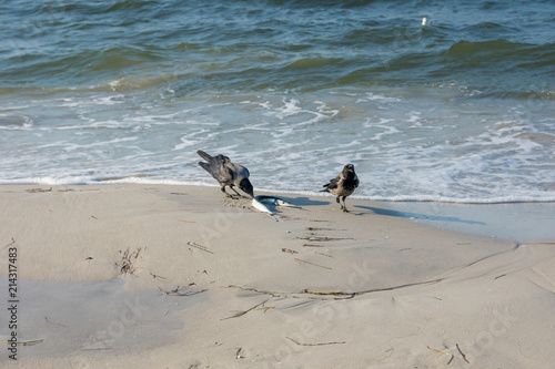 Dohlen mit Hornhecht am Strand photo