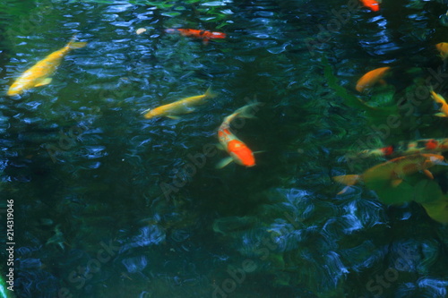 blurred photo of carp fish swimming in the beautiful green water