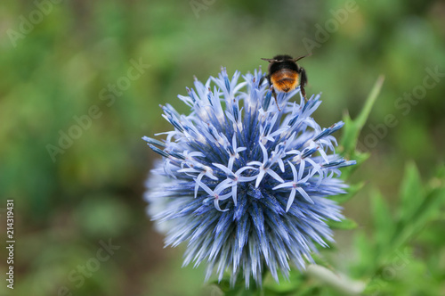 closeup of bee on thistle in a field