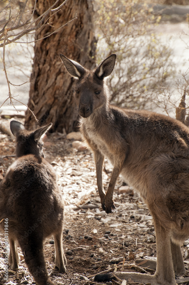 Obraz premium Wilpena South Australia, Adult Kangaroo and joey in bush garden near road