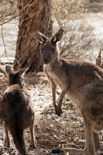 Wilpena South Australia, Adult Kangaroo and joey in bush garden near road