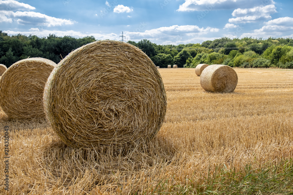 Autumn landscape. Harvest field with straw bale