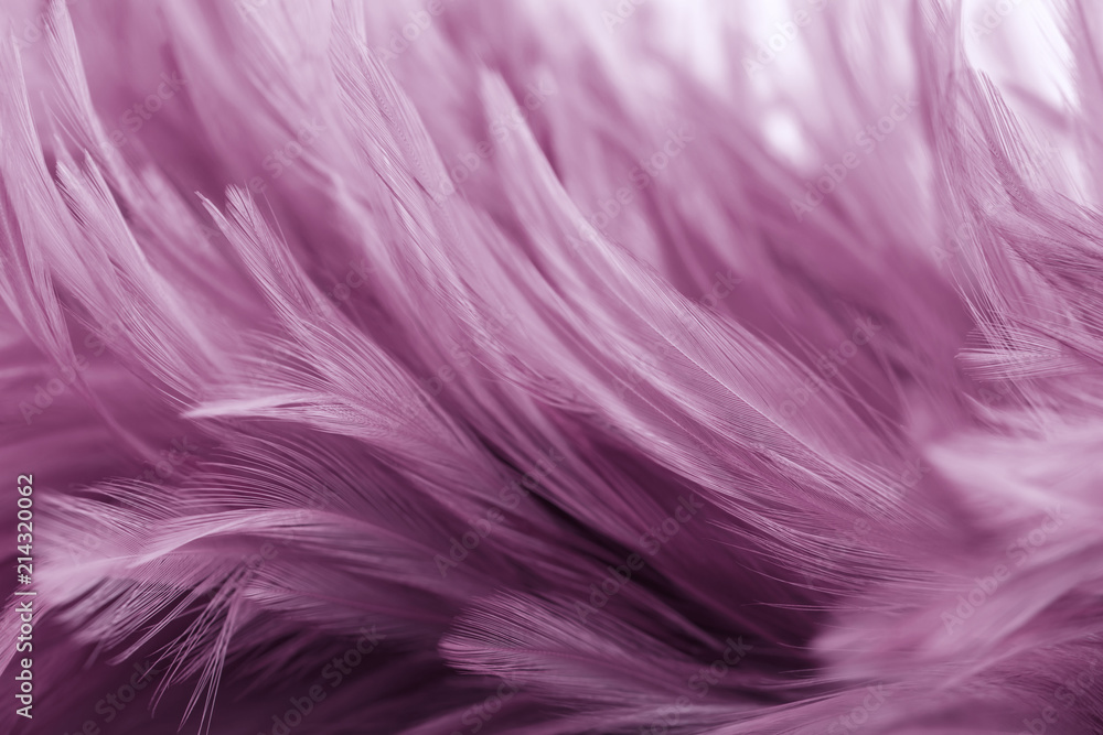 Purple chicken feathers in soft and blur style for background Purple chicken feathers in soft and blur style for background