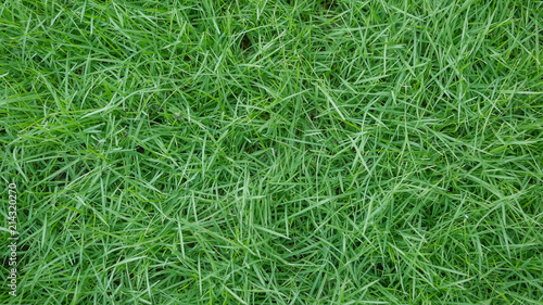  spring green grass
