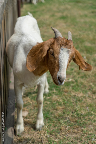 Goats on the farm © Vink Fan