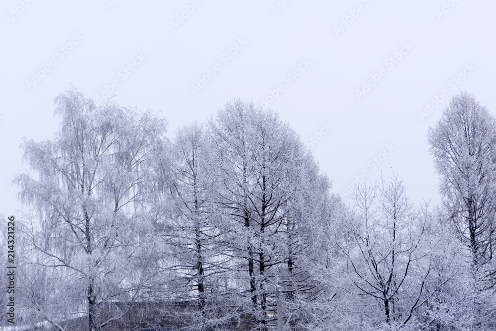 winter forest in the park spruce . winter forest in the park spruce .