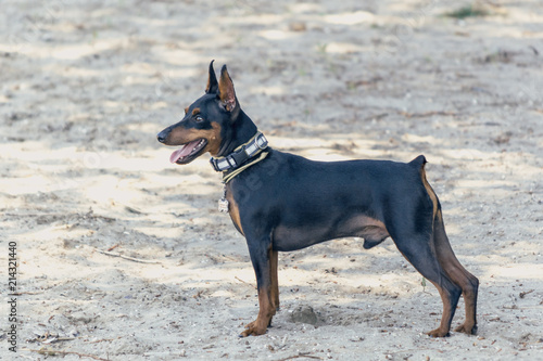 Zwergpinscher on black background. Portrait of a dog. Dog stands.