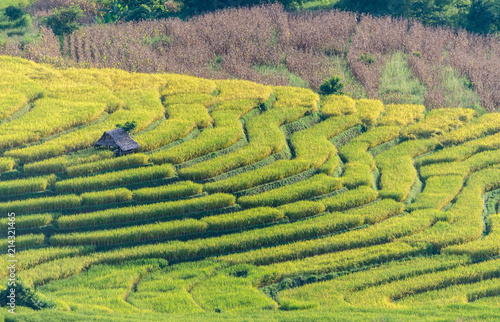 Rice field terrace, agriculture terrace on hills.
