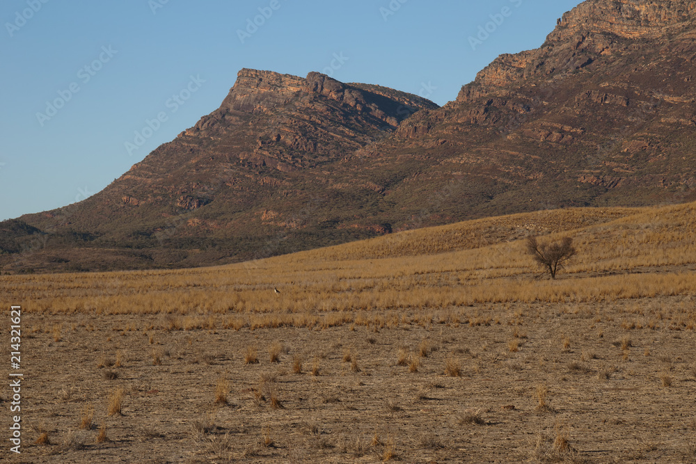 Wilpena Pound South Australia, view of grass plain in morning light