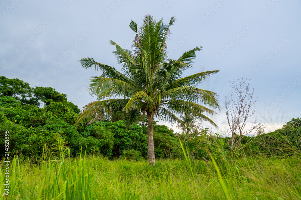 Coconut tree growing in the field