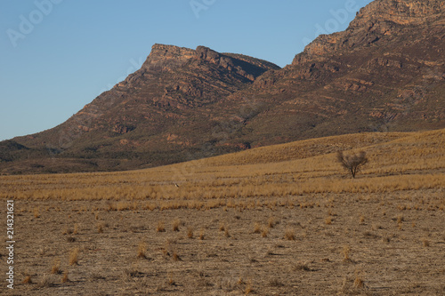 Wilpena Pound South Australia, view of grass plain in morning light