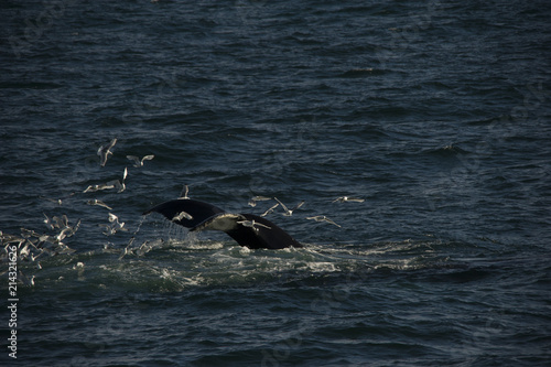 A humpback whale and seagulls dining together in the Arctic waters