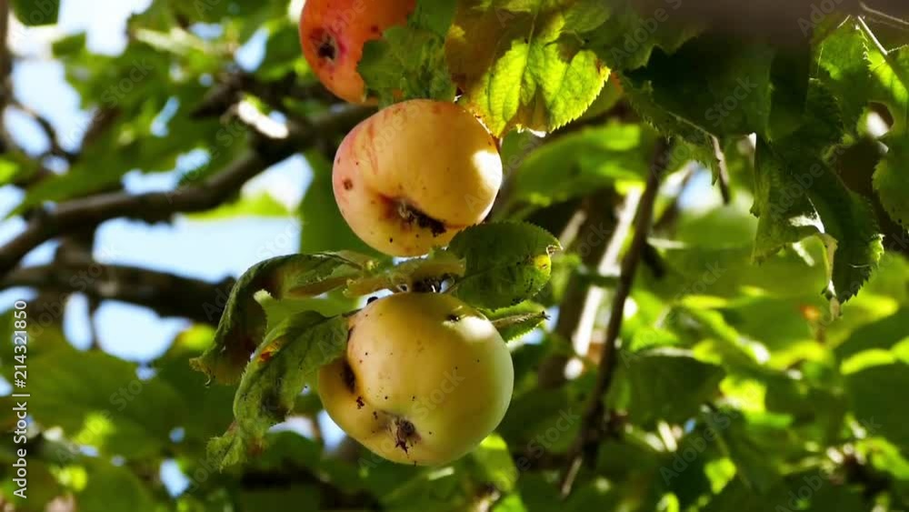 apple diseases, diseased apples on branches
apple diseases, diseased apples on branches