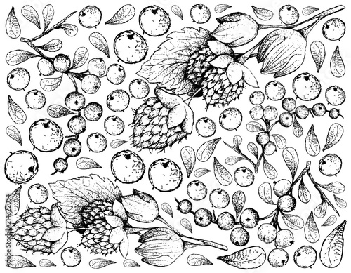 Hand Drawn of Golden Himalayan Raspberries and Flueggea Virosa Fruits