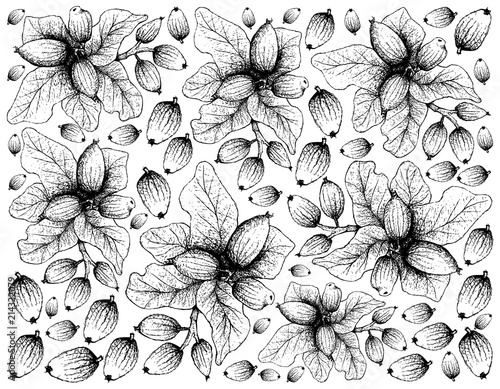 Hand Drawn of Cryptocarya Alba Fruits on White Background