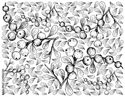 Hand Drawn of Flueggea Virosa Fruits on White Background