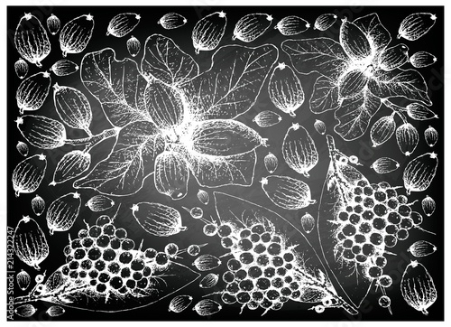 Hand Drawn of False Black Pepper and Cryptocarya Alba Fruits