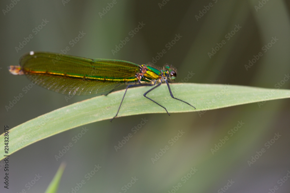 Macrophotographie d un insecte: Calopteryx vierge (Calopteryx virgo) Macrophotographie d un insecte: Calopteryx vierge (Calopteryx virgo)