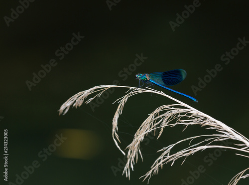 Macrophotographie d un insecte: Calopteryx eclatant (Calopteryx spendens)