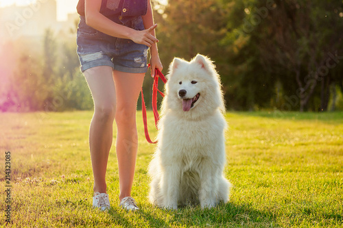 Tableau sur toile beautiful curly blonde smiling happy young woman in denim shorts training a white fluffy cute samoyed dog in the summer park sunset rays field background