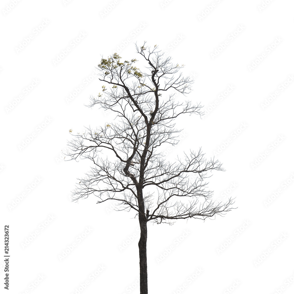 Obraz premium dead tree