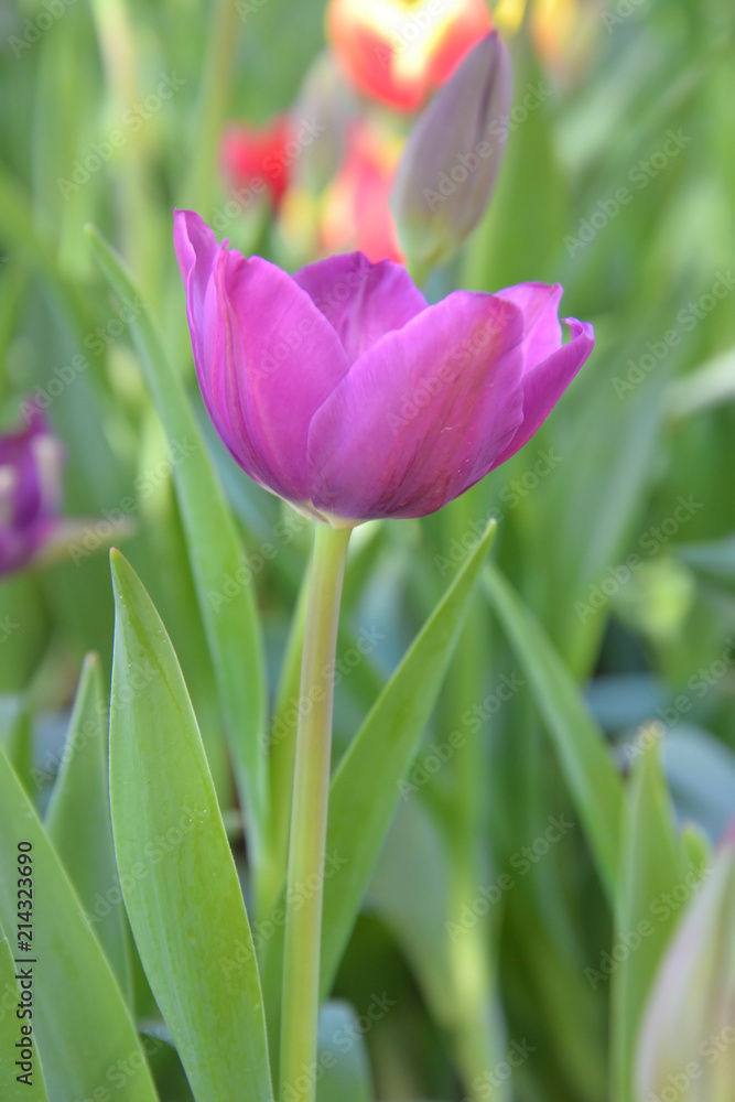 Fototapeta premium tulip flower