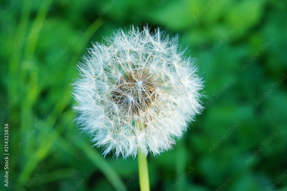 Fototapeta premium Dandelion with seeds.