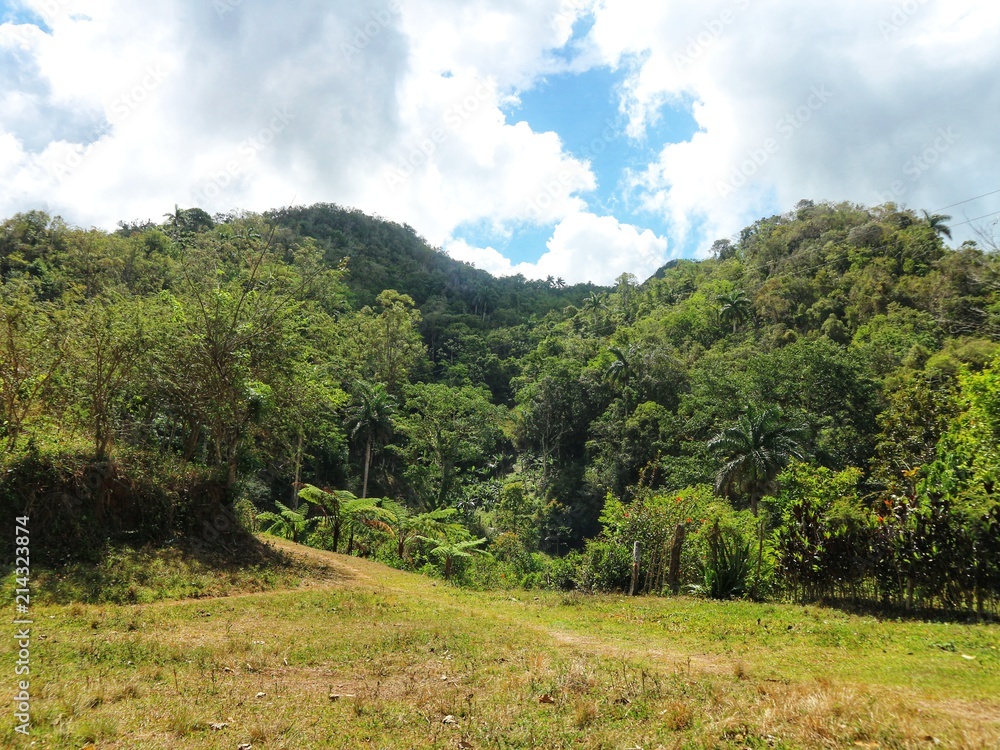 Regenwald - Urwald auf Kuba