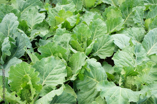 Cabbage leaves.