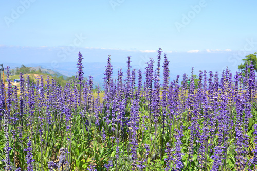 blue salvia herbal flowers